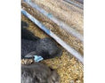 Load image into Gallery viewer, Jezebel polled Small Mid Size Heifer $10,000.00
