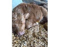 Load image into Gallery viewer, Butterbean Micro/mini Red Bull Calf $13,500.00
