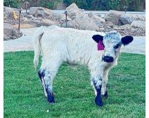 Jellybean- WEANED Polled Mini/Mid Size Heifer $15,000.00