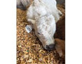 Load image into Gallery viewer, Cool Whip Micro Mini Highpark Bull/Steer $25,000.00
