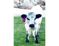 Load image into Gallery viewer, Jellybean- WEANED Polled Mini/Mid Size Heifer $15,000.00
