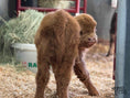 Load image into Gallery viewer, Maple Lynn  Micro/Mini Heifer Buy Now $27,500.00
