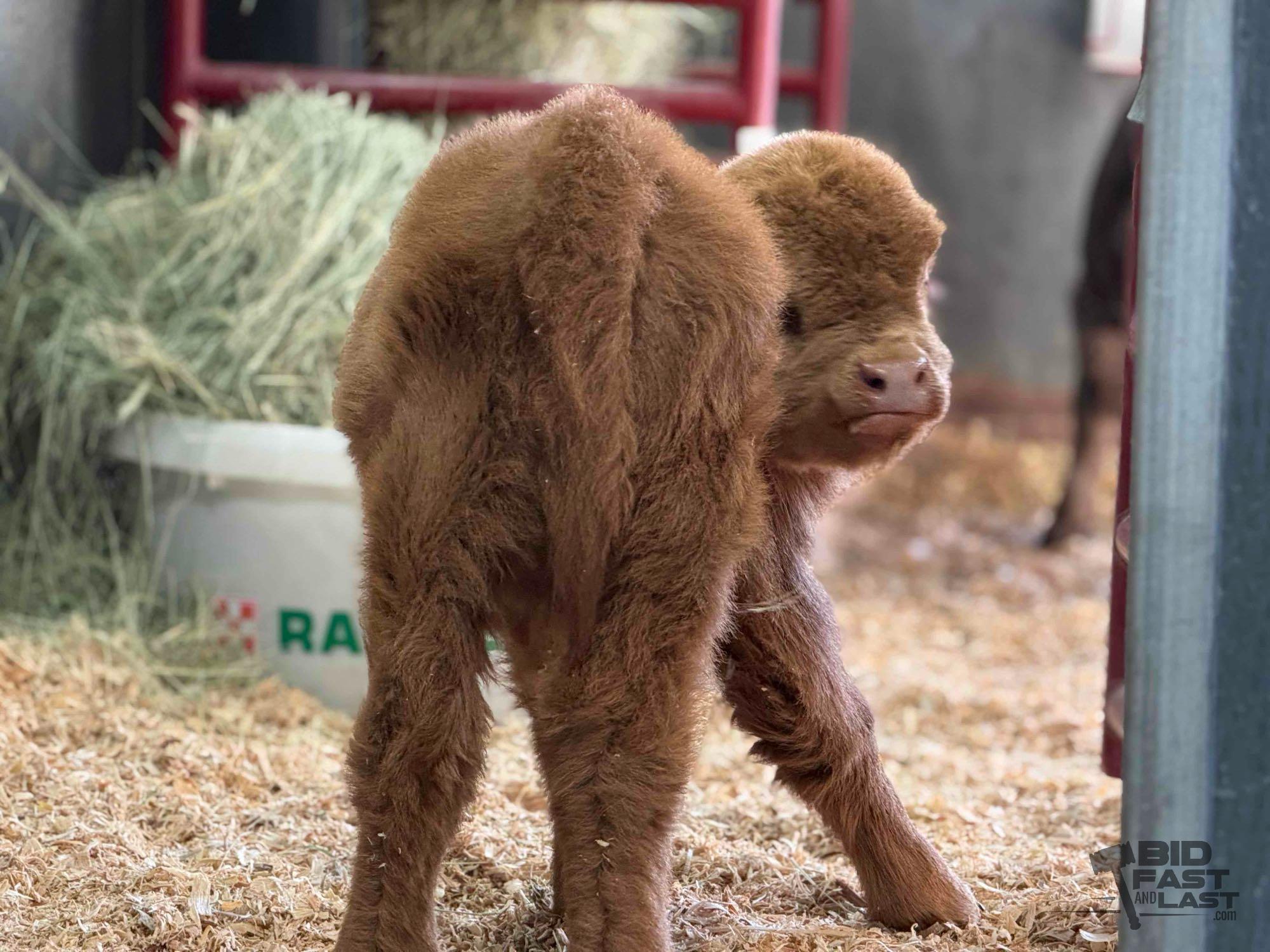 Maple Lynn  Micro/Mini Heifer Buy Now $27,500.00