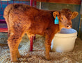 Load image into Gallery viewer, Bougie’s Jamison on the Rocks Mid Size Bull Calf Buy Now Price 8500.00
