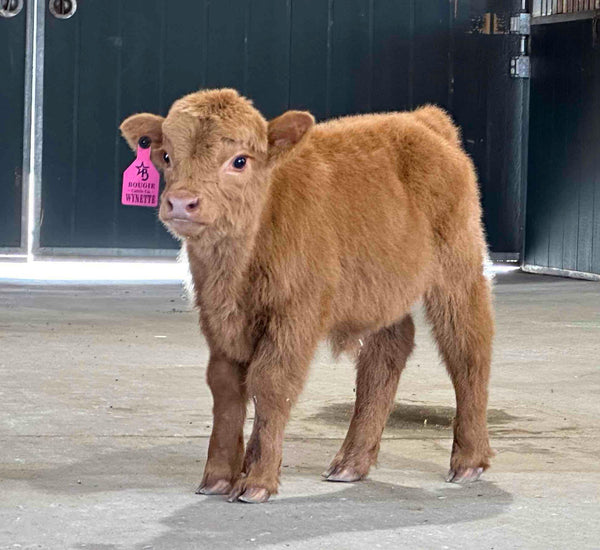 Yellow Jacket calf