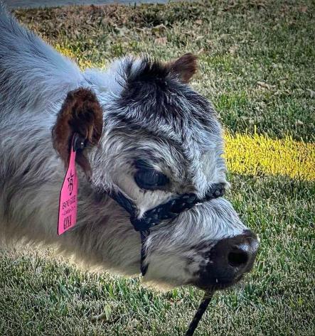 Little Graham calf
