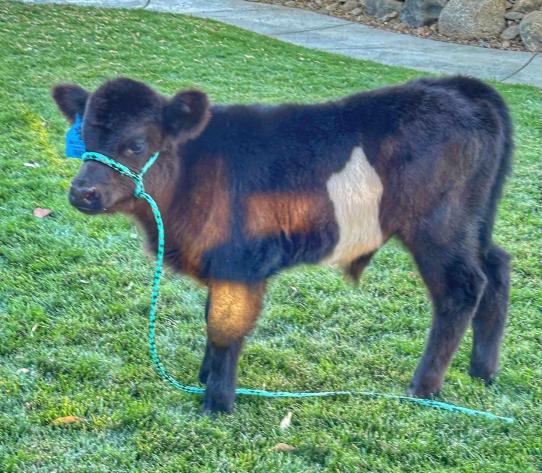 Little Graham calf
