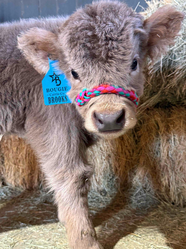 Yellow Jacket calf
