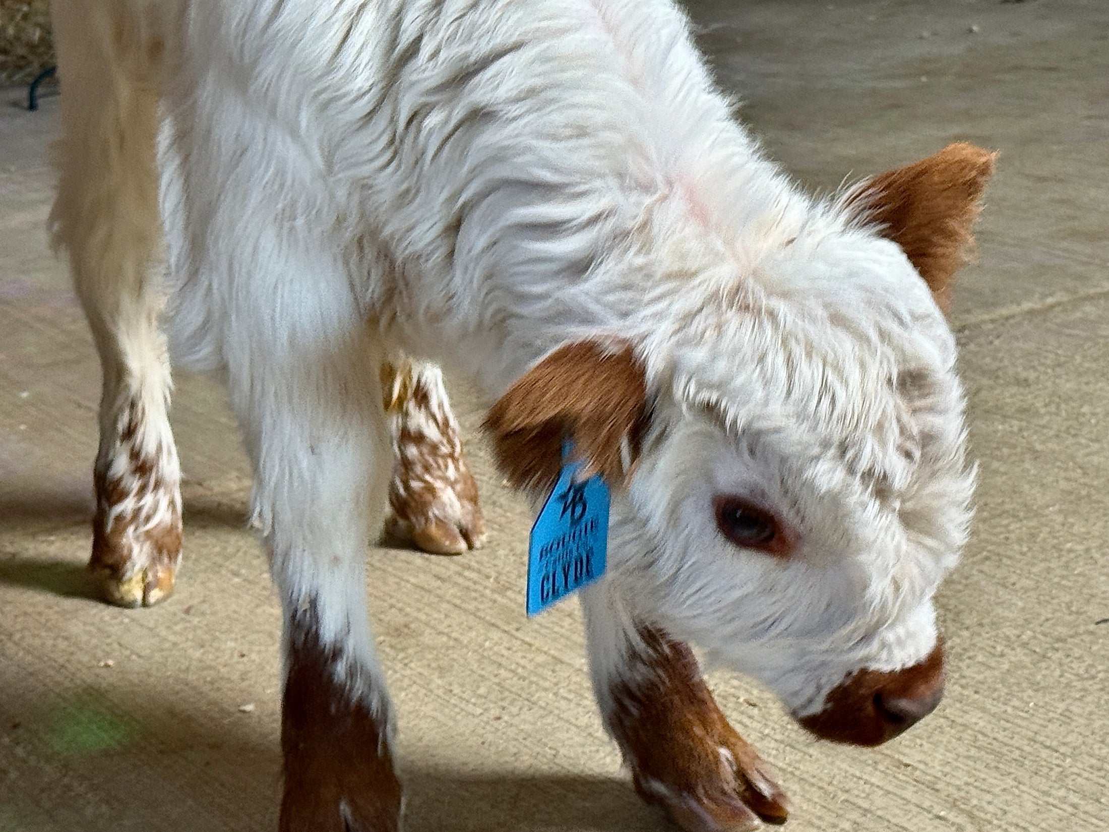 Clyde Mini/Mid Highpark Bull/Steer $15,000.00