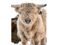 Load image into Gallery viewer, Austin Mid Size Silver Dun Bull/Steer $10,500.00
