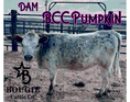Load image into Gallery viewer, Cool Whip Micro Mini Highpark Bull/Steer $25,000.00
