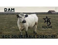 Load image into Gallery viewer, Jezebel polled Small Mid Size Heifer $10,000.00
