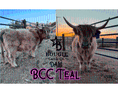 Load image into Gallery viewer, Lexi Lane Micro Mini Heifer $50,000.00
