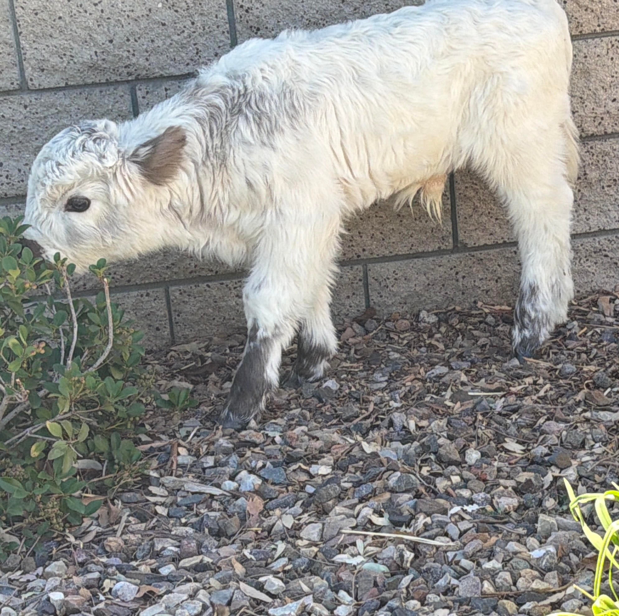 Bandit Mini/Mid Size Bull/Steer $12,500.00