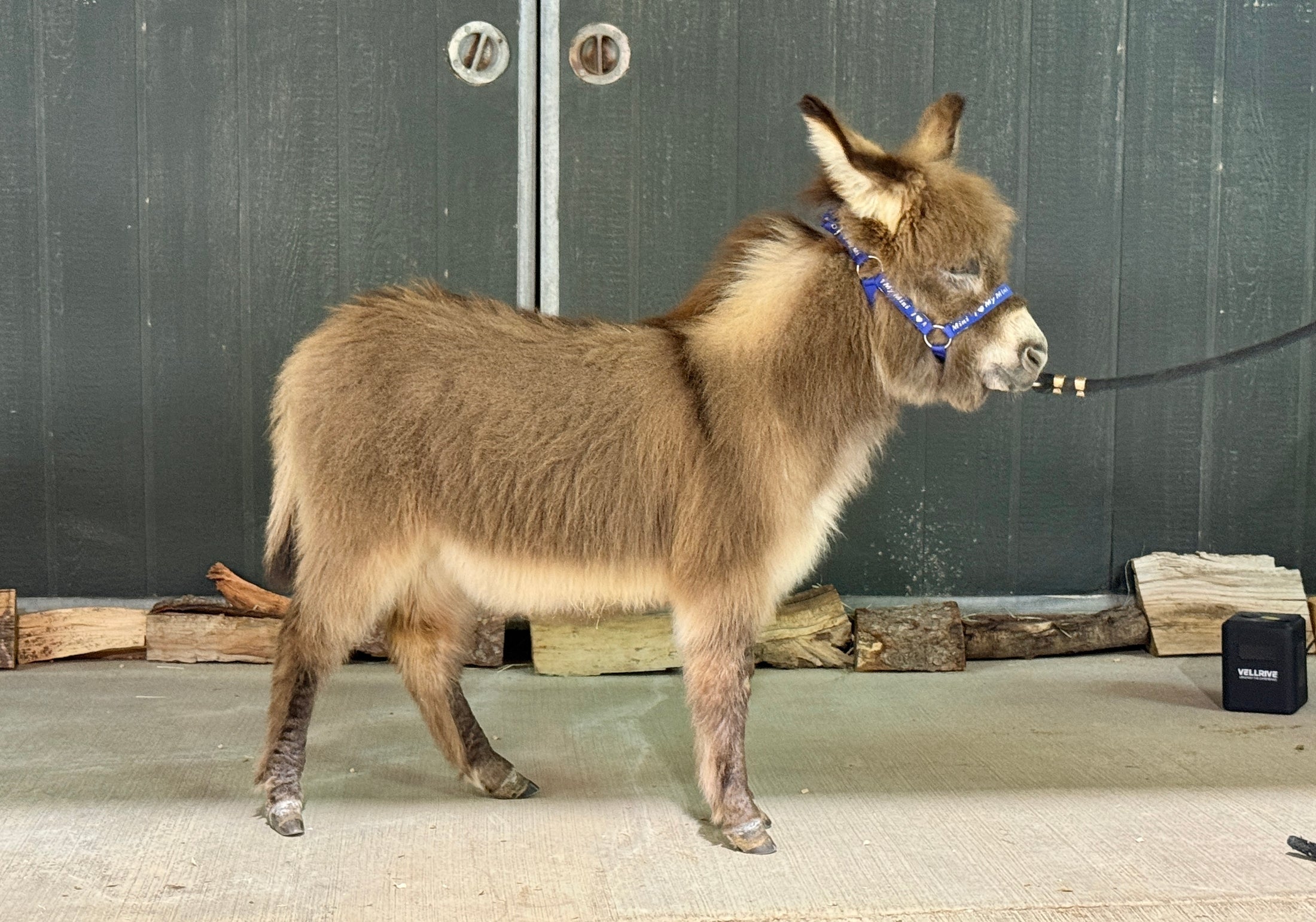 Cookie - Mini Jennet Donkey ($10,000)