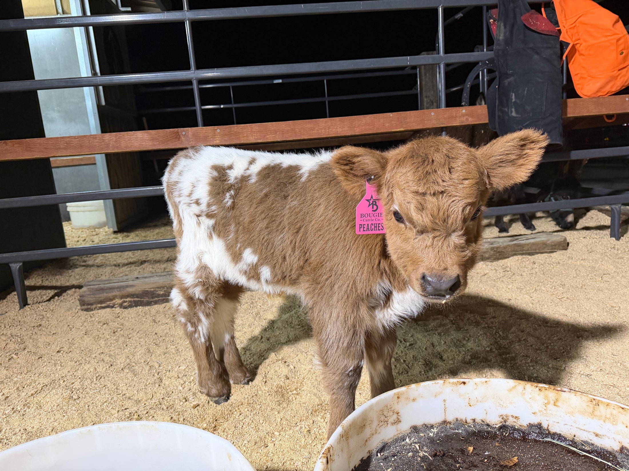 Peaches POLLED Mini/Mid Dun Tipped Heifer Oh Yeah & Baby $17,500.00