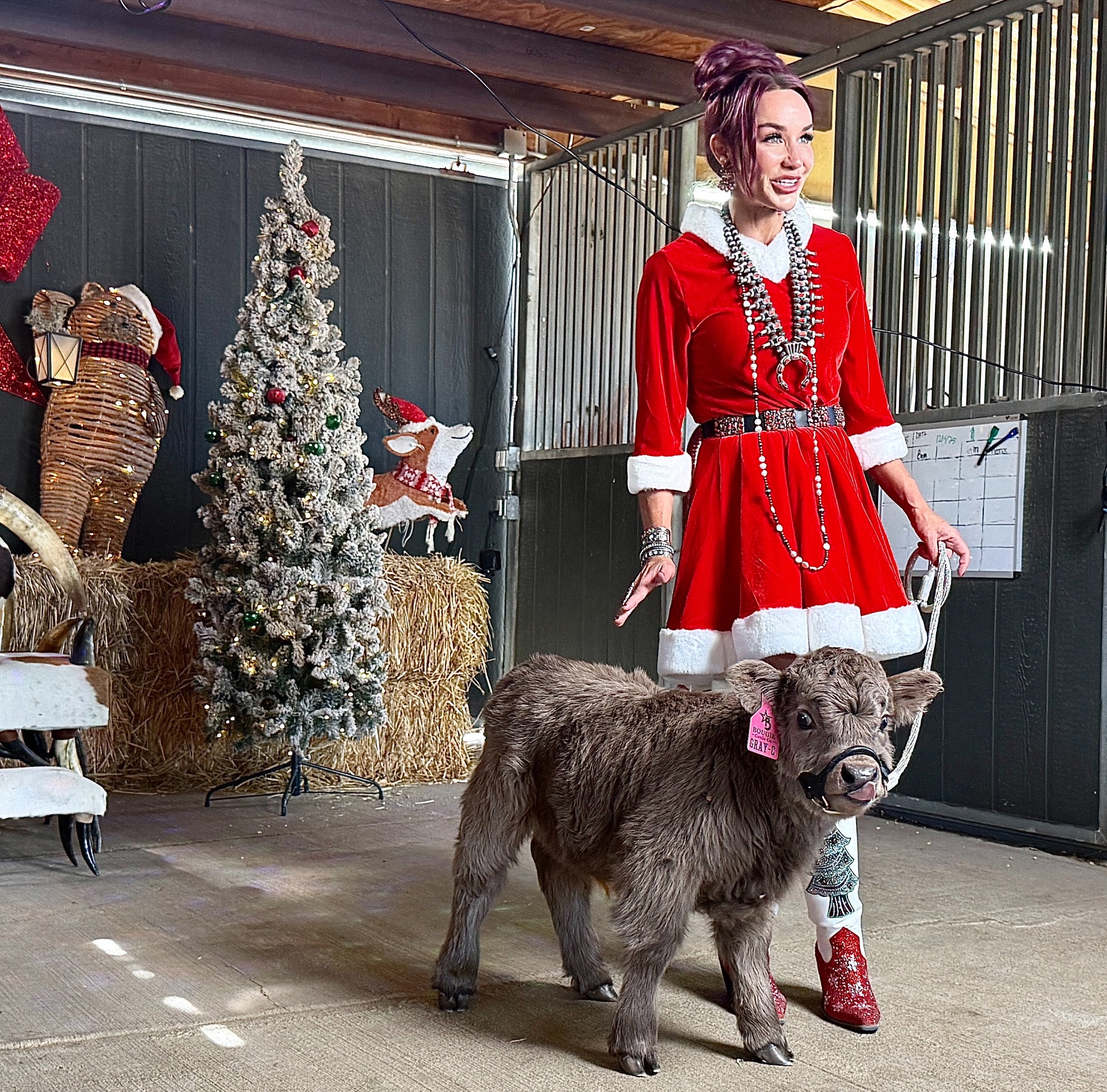 GRAY-C Micro/Mini Highland Heifer  $35,000.00