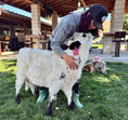 Load image into Gallery viewer, Jellybean- WEANED Polled Mini/Mid Size Heifer $15,000.00
