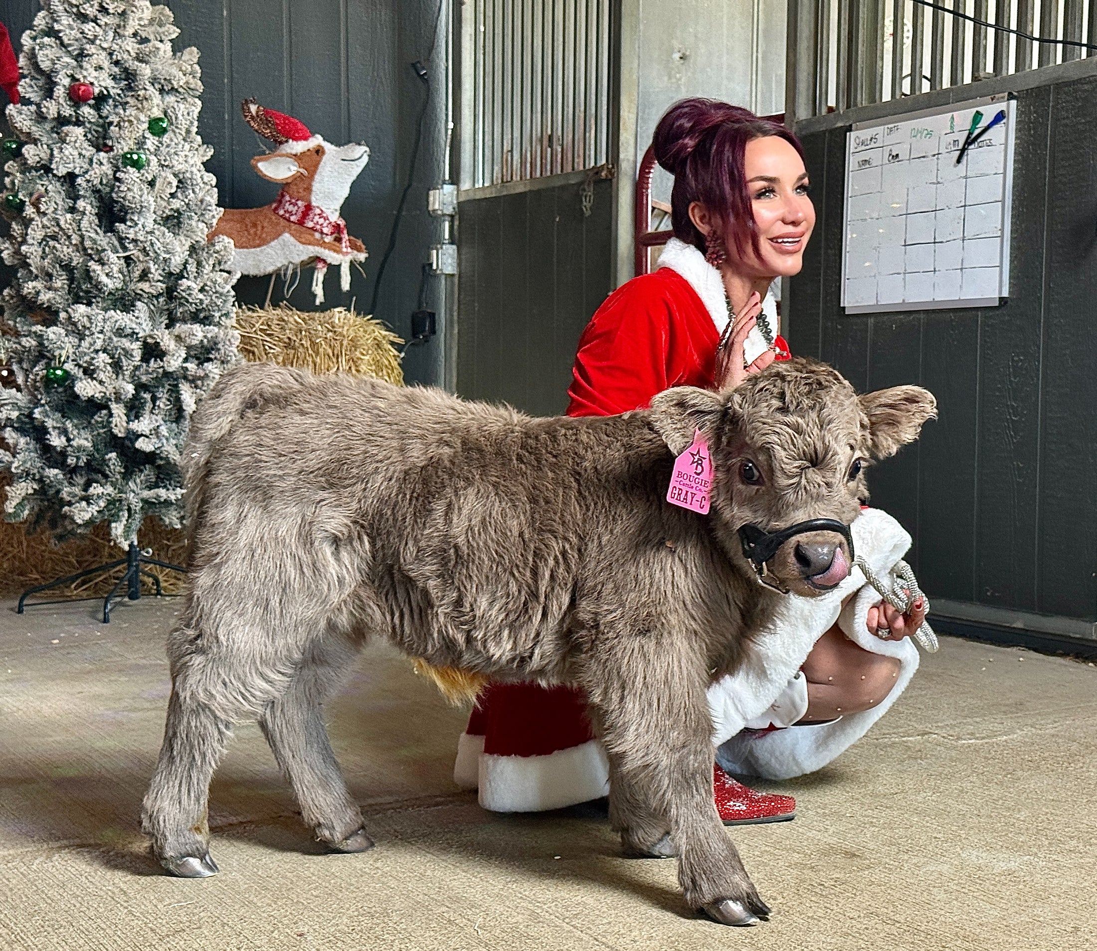 GRAY-C Micro/Mini Highland Heifer  $35,000.00