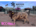 Load image into Gallery viewer, Bandit Mini/Mid Size Bull/Steer $12,500.00
