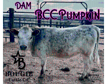 Butterbean Micro/mini Red Bull Calf $13,500.00