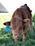 Load image into Gallery viewer, Butterbean Micro/mini Red Bull Calf $13,500.00

