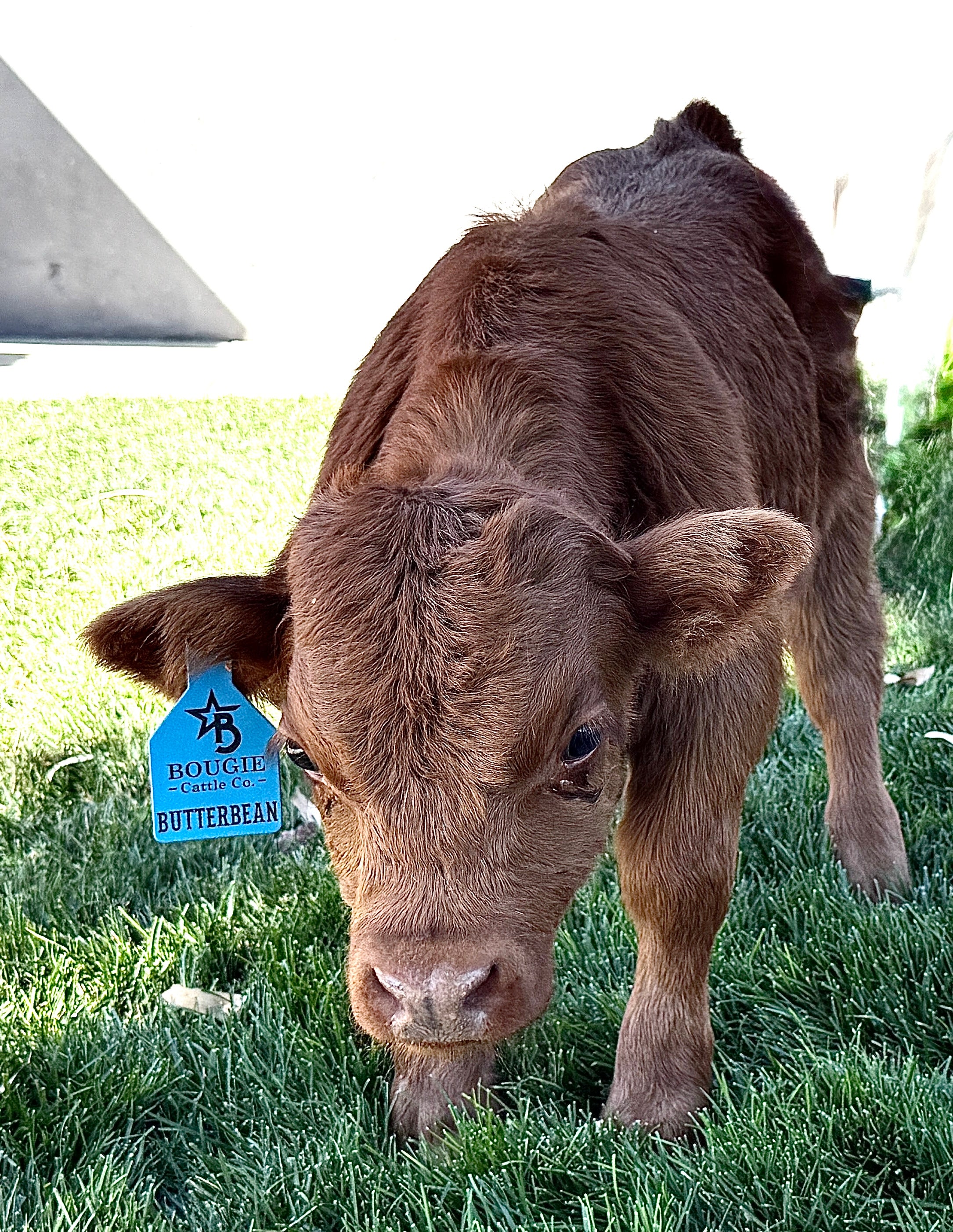 Butterbean Micro/mini Red Bull Calf $13,500.00