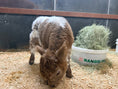 Load image into Gallery viewer, Fancy Micro/Mini Dun Tipped Heifer Oh Yeah & Baby 27,500.00
