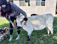Load image into Gallery viewer, Jellybean- WEANED Polled Mini/Mid Size Heifer $15,000.00
