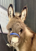 Load image into Gallery viewer, Cookie - Mini Jennet Donkey ($10,000)
