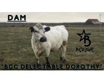 Jellybean- WEANED Polled Mini/Mid Size Heifer $15,000.00