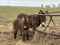 Load image into Gallery viewer, Miss Jean, The Mini Jennette Donkey. $10,000.00 If you take both 12,000 for the Pair
