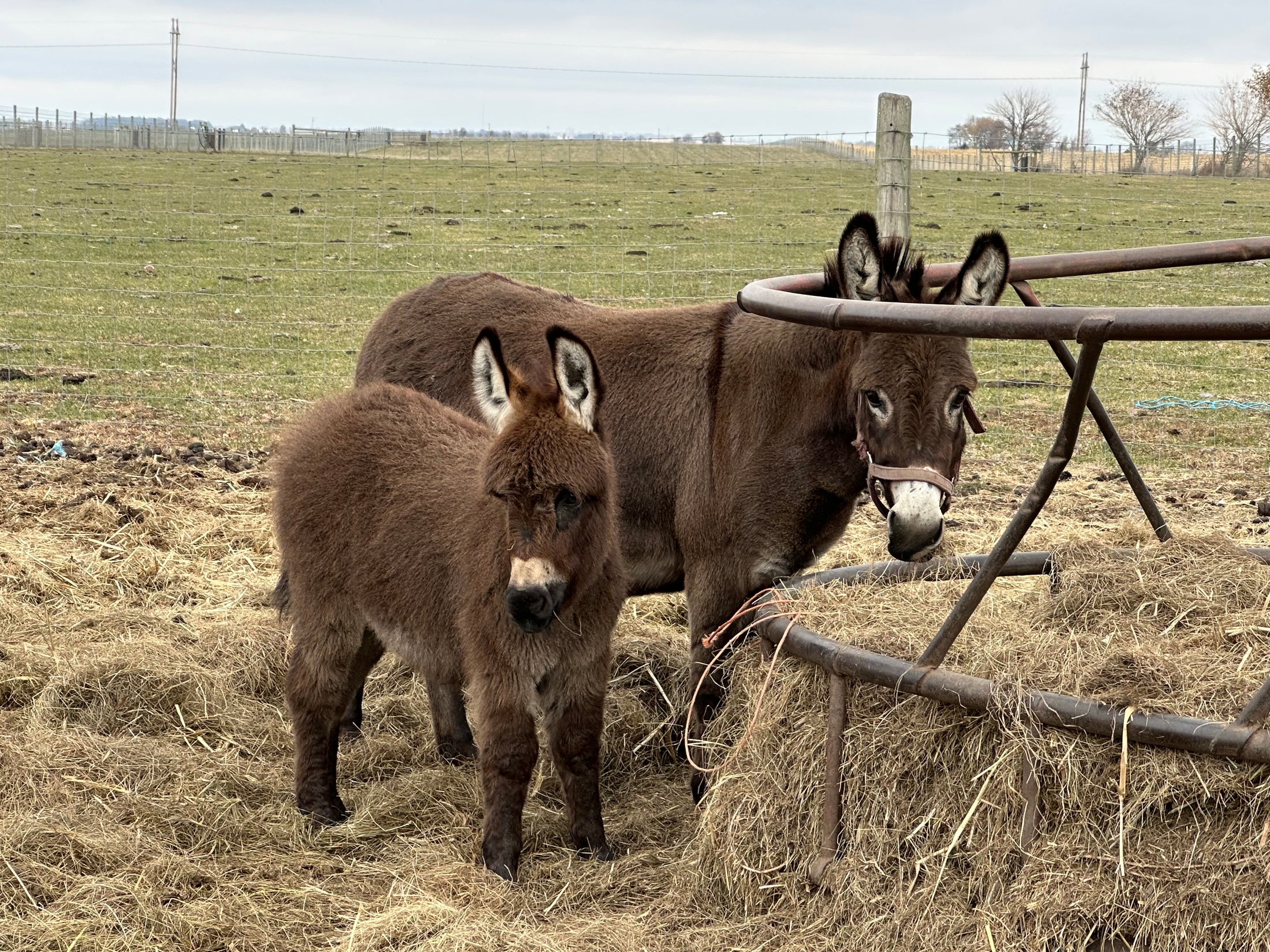 Miss Jean, The Mini Jennette Donkey. $10,000.00 If you take both 12,000 for the Pair