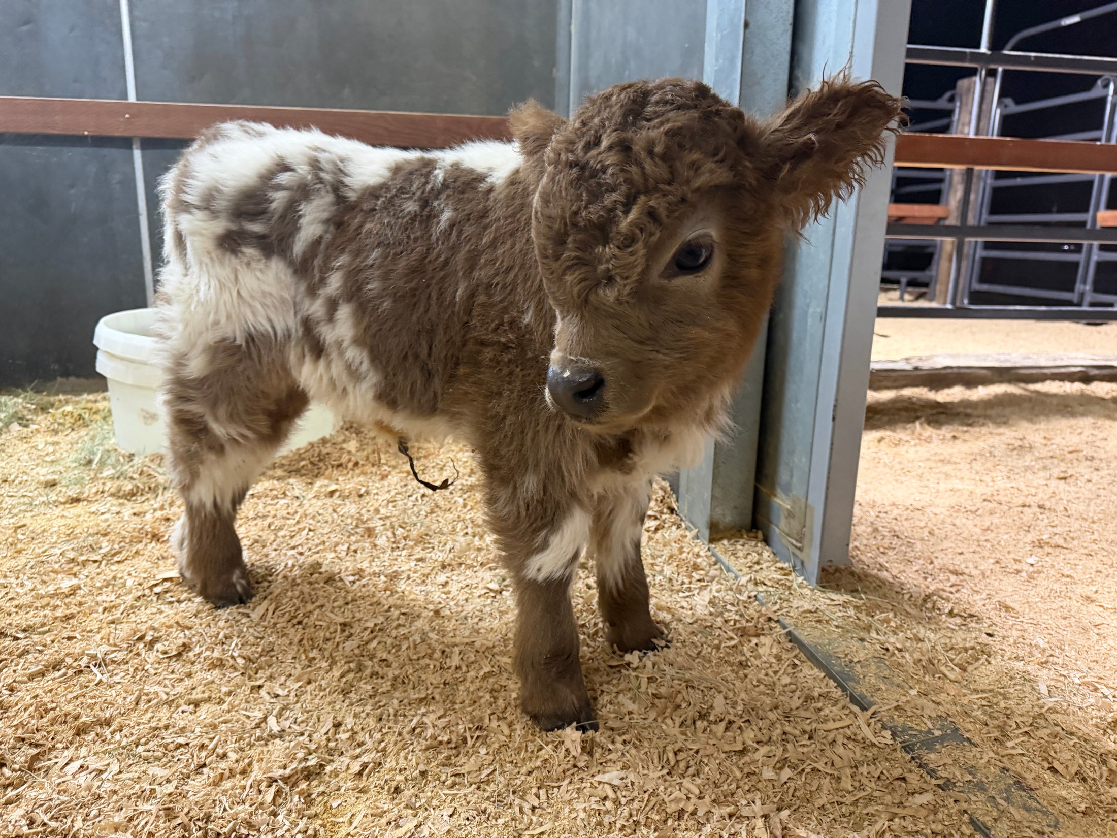 Fancy Micro/Mini Dun Tipped Heifer Oh Yeah & Baby 27,500.00