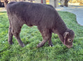 Load image into Gallery viewer, Jezebel polled Small Mid Size Heifer $10,000.00
