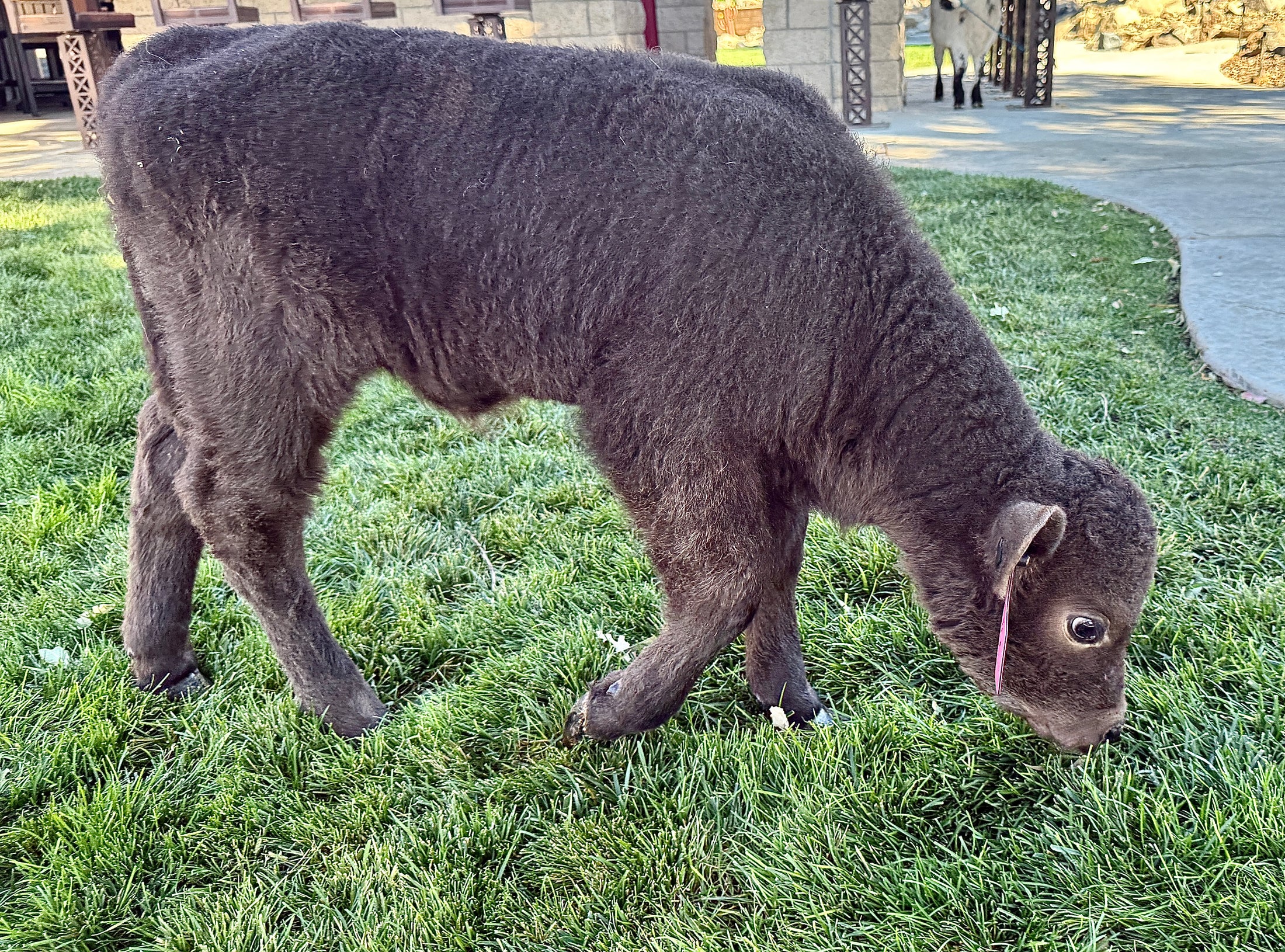 Jezebel polled Small Mid Size Heifer $10,000.00