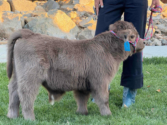 Jimbo Micro/Mini Steer/Bull Calf - $15,000