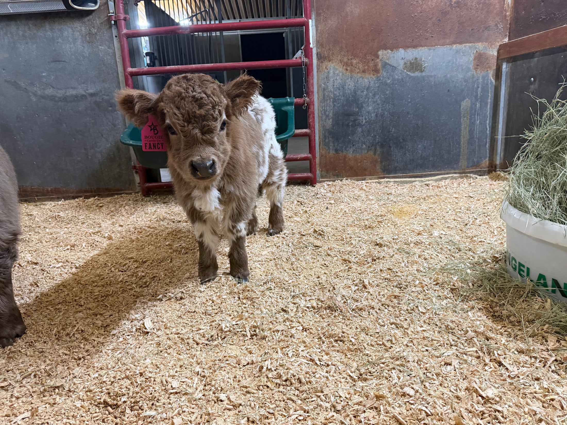 Fancy Micro/Mini Dun Tipped Heifer Oh Yeah & Baby 27,500.00