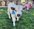 Load image into Gallery viewer, Cool Whip Micro Mini Highpark Bull/Steer $25,000.00
