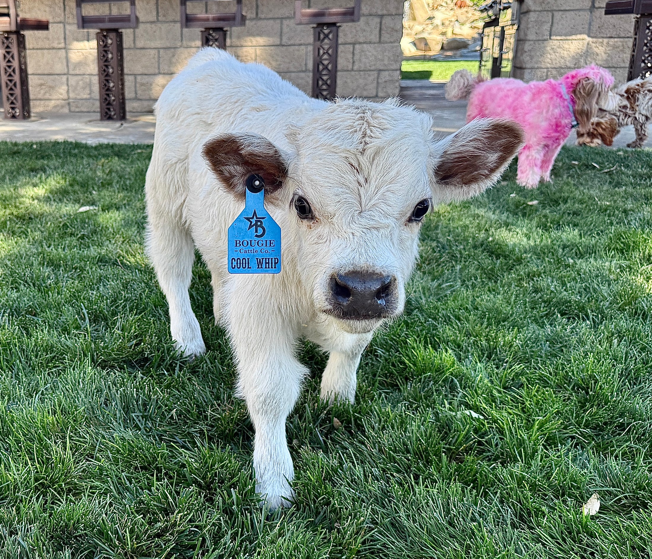 Cool Whip Micro Mini Highpark Bull/Steer $25,000.00