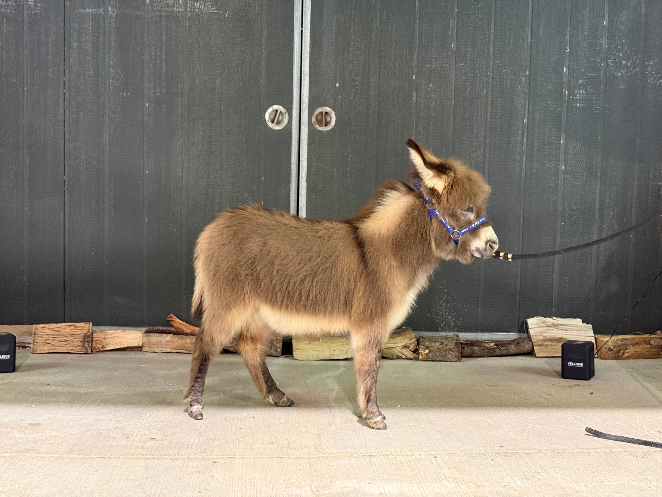 Cookie - Mini Jennet Donkey ($10,000)