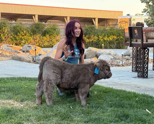 Maverick Micro/Mini bull/ Steer calf  - $17,500