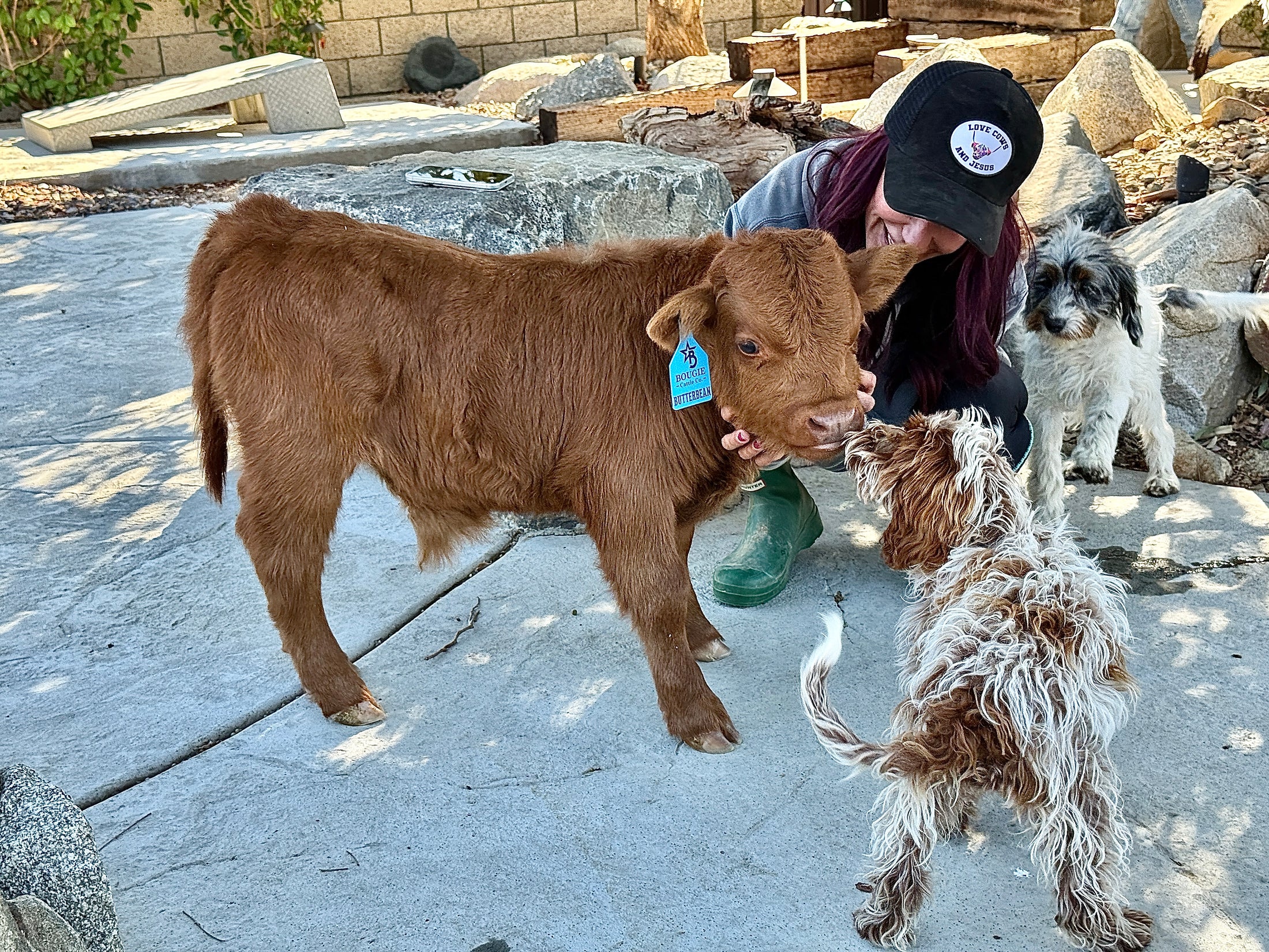 Butterbean Micro/mini Red Bull Calf $13,500.00