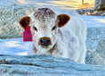 Load image into Gallery viewer, Lexi Lane Micro Mini Heifer $50,000.00
