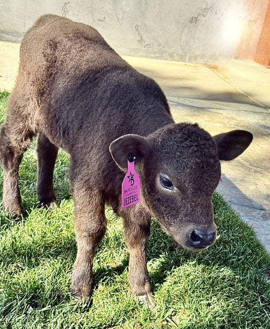 Jezebel polled Small Mid Size Heifer $10,000.00