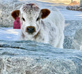 Load image into Gallery viewer, Lexi Lane Micro Mini Heifer $50,000.00
