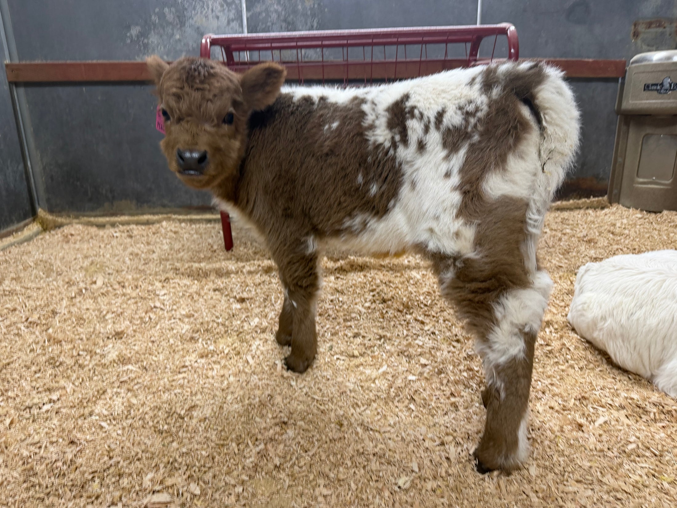 Peaches POLLED Mini/Mid Dun Tipped Heifer Oh Yeah & Baby $17,500.00