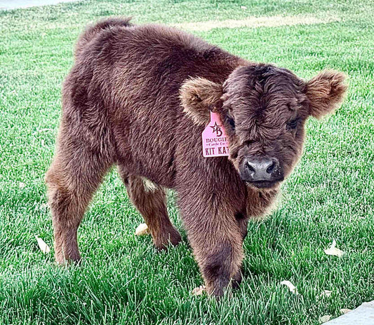Kit Kat  Micro/Mini Heifer Calf - $20,000