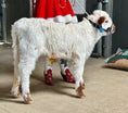 Load image into Gallery viewer, Clyde Mini/Mid Highpark Bull/Steer $15,000.00

