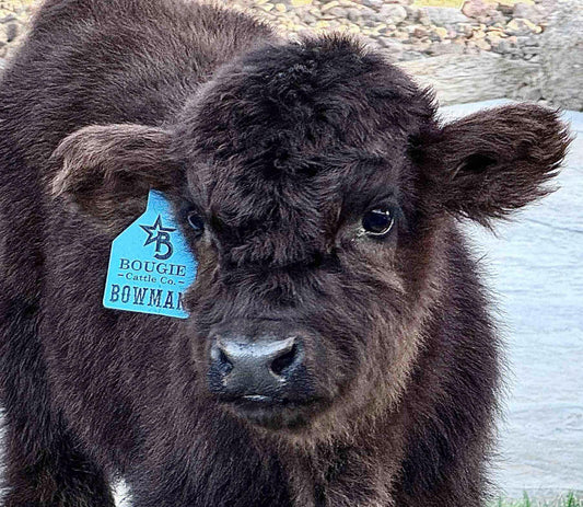 Bowman Mid size Steer/Bull Calf - $7000
